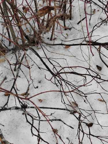 Cornus alba
