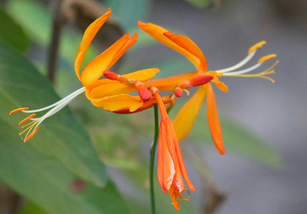 Falling Stars from Arboretum Hogsback, 15 R345, Hogsback, 5721, South ...