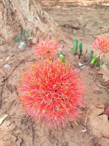 Image of Scadoxus multiflorus by no rights reserved