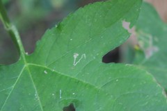 Calycomyza platyptera