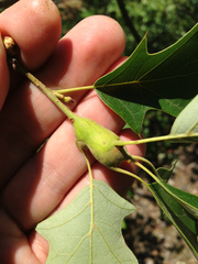 Zapatella quercusphellos