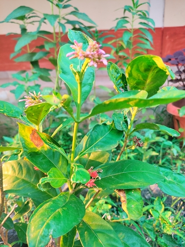 Image of Rauvolfia serpentina by no rights reserved