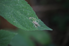 Calycomyza platyptera