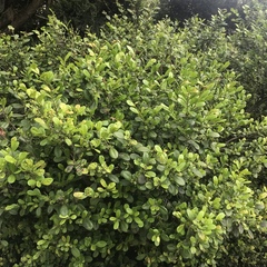 Diospyros ferrea