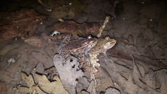 Lithobates sphenocephalus utricularius