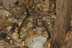 Mastigodryas melanolomus