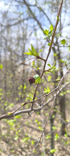 Malus prunifolia