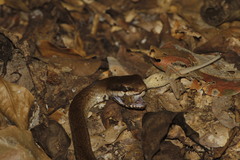 Mastigodryas melanolomus