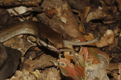 Mastigodryas melanolomus