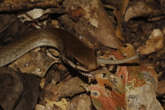 Mastigodryas melanolomus