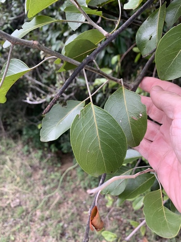 Capparis ornans
