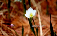 Zephyranthes sessilis