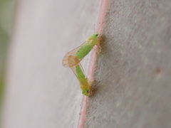 Eucalyptolyma maideni