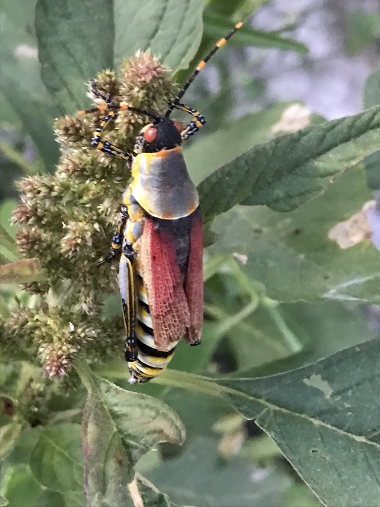 Elegant grasshopper from Sam Nujoma Drive, Katima Mulilo, Zambezi, NA ...