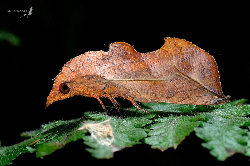 Oraesia