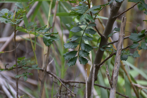Image of Hippobromus pauciflorus by (c) Andrew Gillespie, some rights reserved (CC BY-SA)