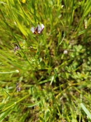 Trifolium variegatum variegatum