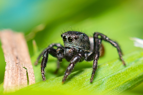 Habronattus decorus