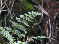 Asplenium dareoides