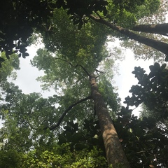 Terminalia calamansanai