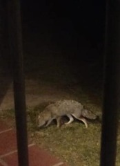 Lycalopex gymnocercus