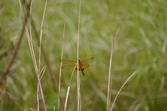 Hydrobasileus croceus