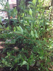 Ceanothus americanus