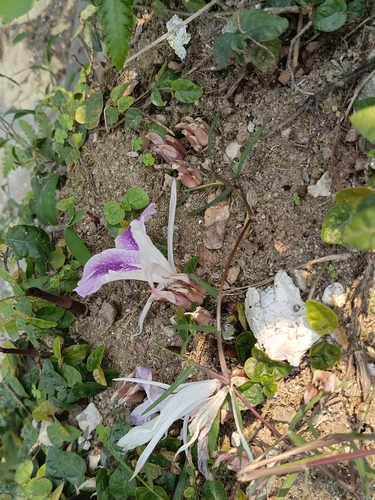 Foto de Bistorta