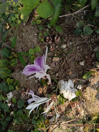 Foto de Bistorta