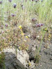 Erythranthe laciniata