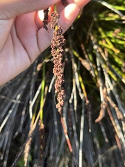 Elegia tectorum