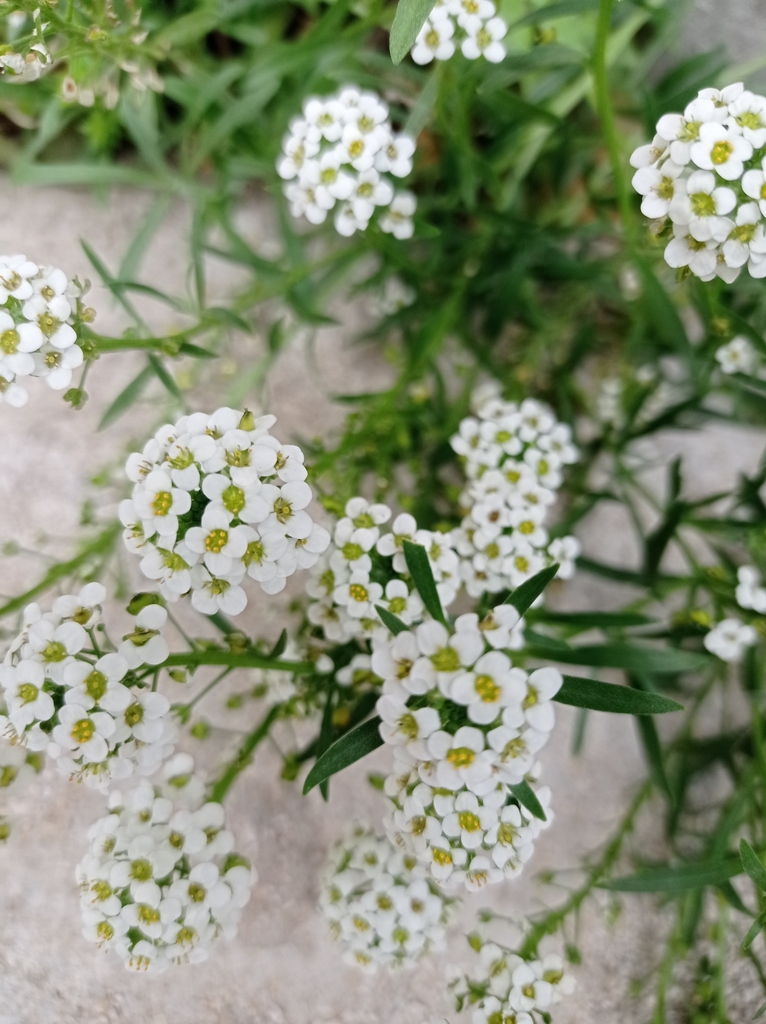 StrandSilberkraut (Tenerife Plants Brassicales) · iNaturalist