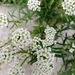 Sweet Alyssum - Photo (c) heln77, some rights reserved (CC BY-NC)