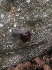 Glyptostoma gabrielense