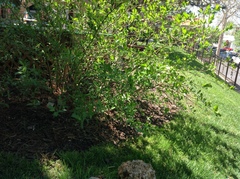 Ceanothus americanus