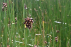 Schoenoplectus californicus