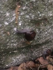 Glyptostoma gabrielense