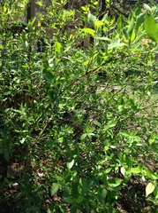 Ceanothus americanus