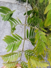 Gonopterodendron arboreum
