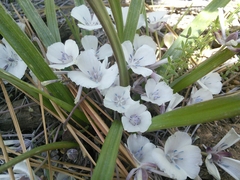 Calochortus minimus