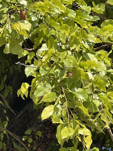 Guibourtia coleosperma, photograph 4