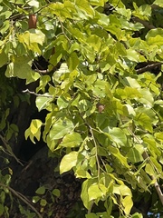 Guibourtia coleosperma, photograph author not stated, no rights reserved