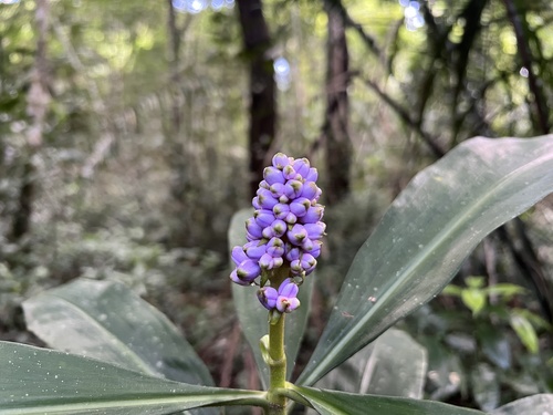 Dichorisandra procera (Dichorisandra procera)
