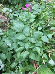 Dipogon lignosus