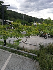 Gonopterodendron arboreum