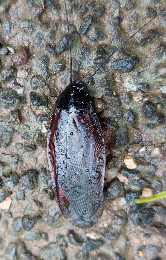 Smoky Brown Cockroach from Tai Lam, New Territories, Tai Lam, Hong Kong ...