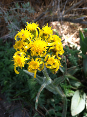 Senecio scorzonella