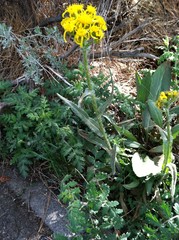 Senecio scorzonella