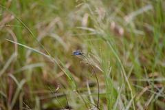 Rhyothemis triangularis