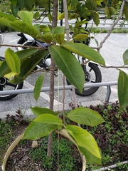 Pera arborea